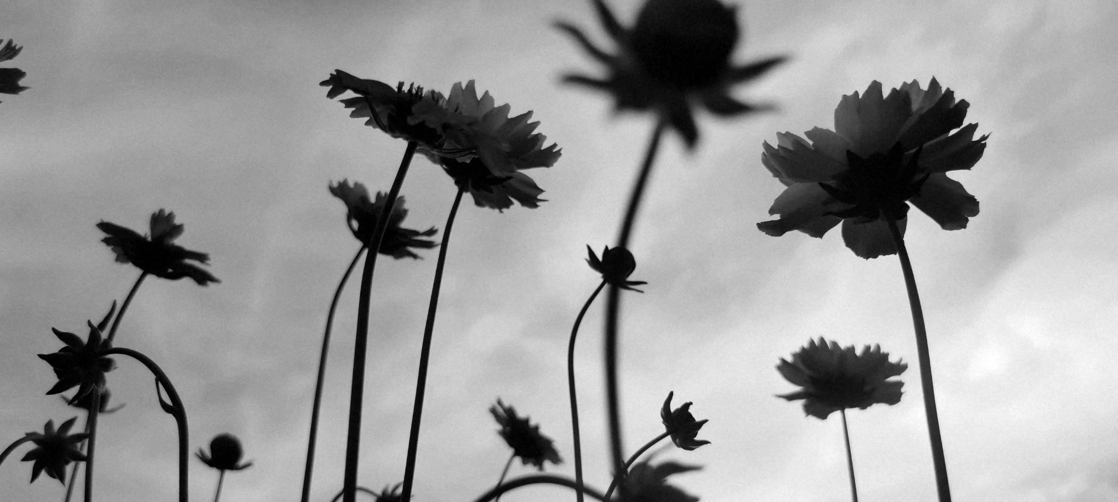 盛开在夏日里的那些花儿,冬天里那些盛开的花儿