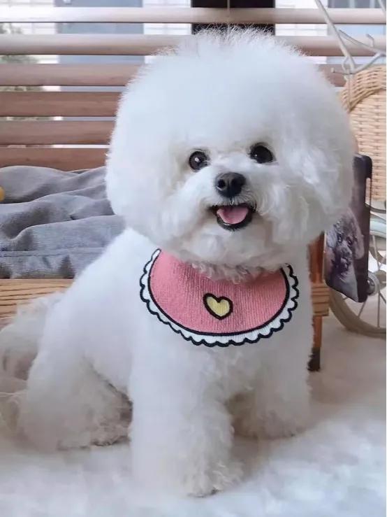 如何养好比熊狗视频,比熊犬换牙注意哪些事项