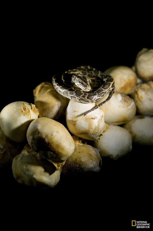 佛罗里达发现有史以来最大的蟒蛇,世界上已发现的最大蟒蛇难得一见