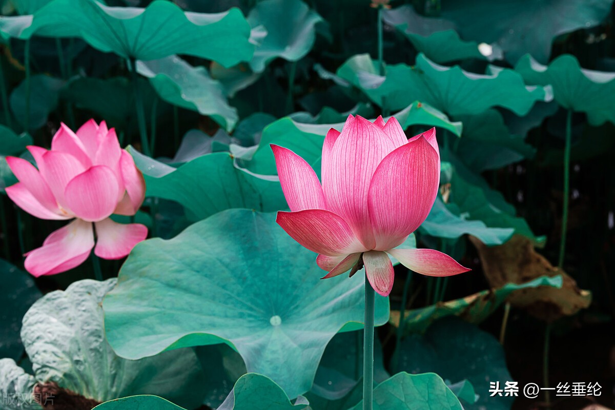 58岁阿姨谈搭伙过日子,65岁阿姨坦言搭伙过日子八年