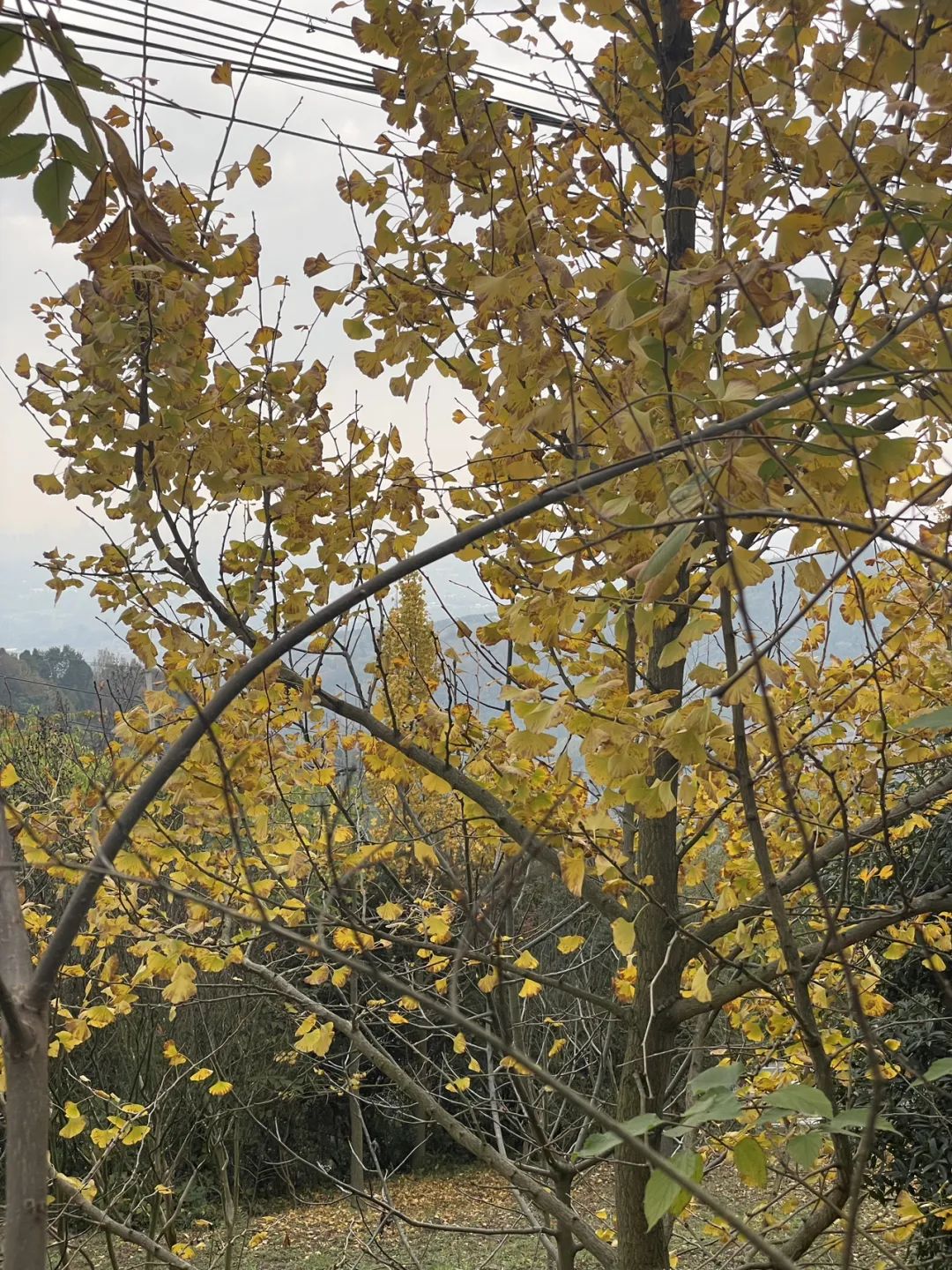 成都旅游豌豆尖,成都仰天窝近郊爬山推荐