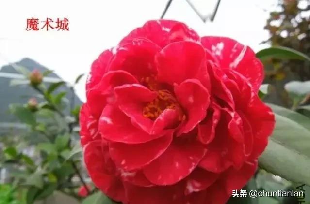 山茶花纯音乐,山茶花