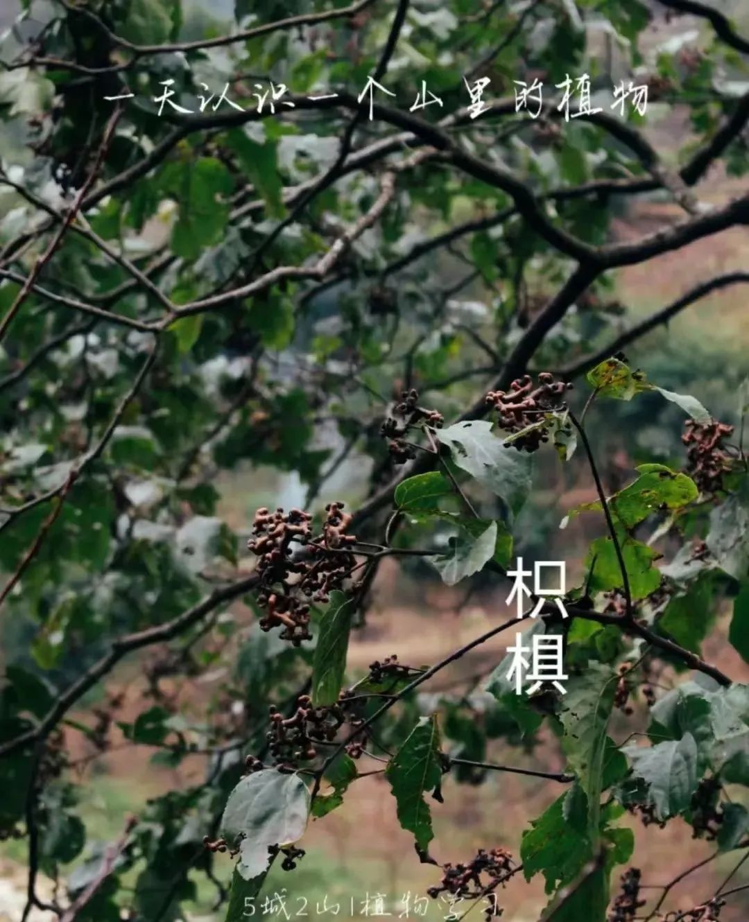 枳椇子的解酒功效,解酒药枳椇子怎么使用