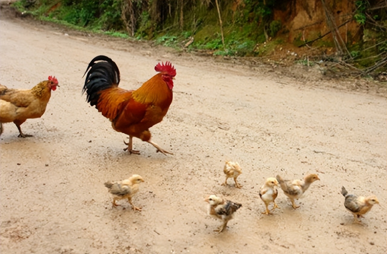 惠州大型养鸡场,十亩山林养殖3000只鸡