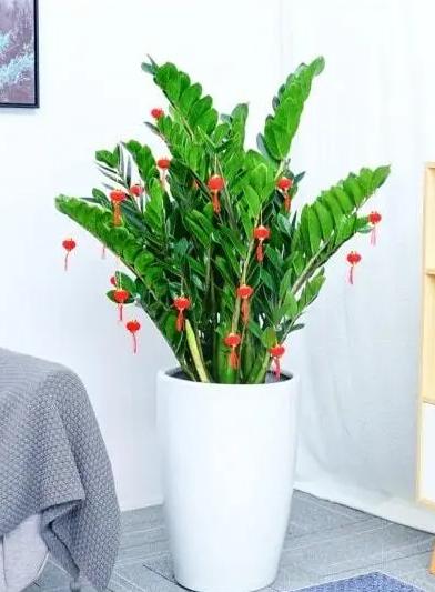 哪种绿植适合室内养对人体好,室内养绿植会增加负氧离子吗