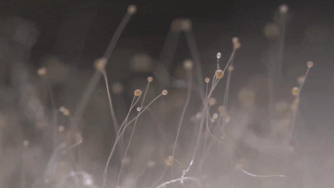 有缘千里来吃“臭”，不用暗号，靠味儿就行