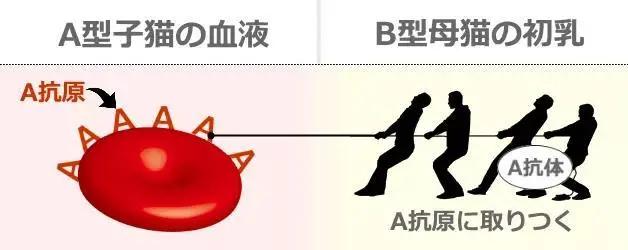 为什么宠物会饿死,宠物死亡率高的原因