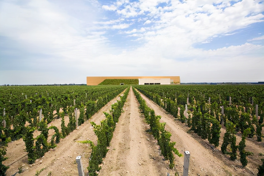 国产葡萄酒哪种比较实惠又好喝,国产葡萄酒性价比最高的一款