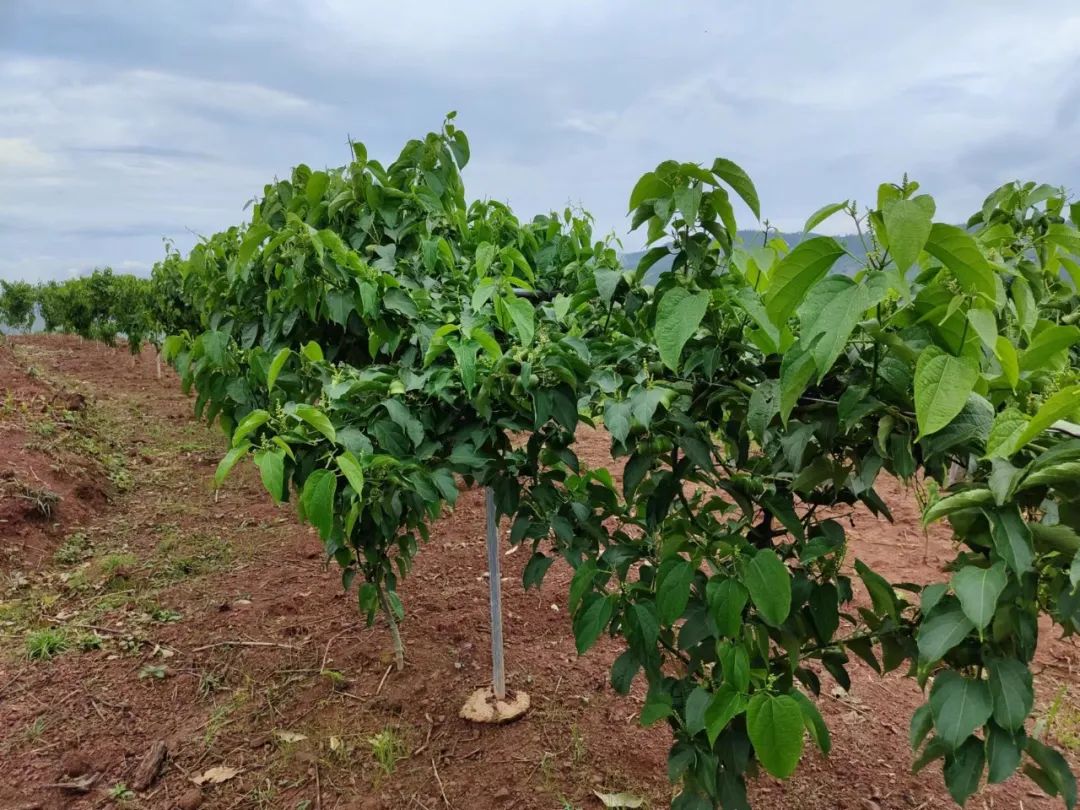 乡村振兴之美丽乡村建设,乡村振兴成就美丽小村