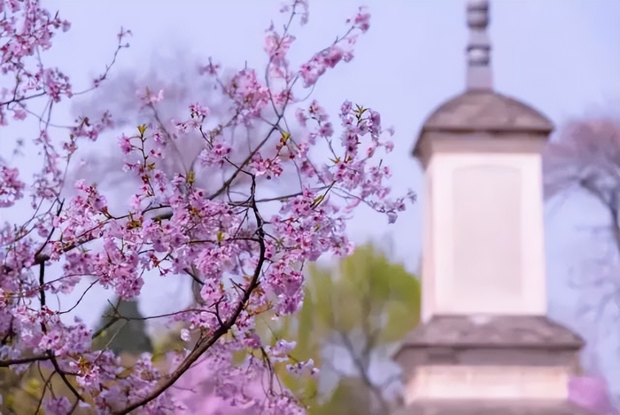 看樱花不知道去哪十大赏樱圣地,全国赏樱地图出炉樱花全面绽放
