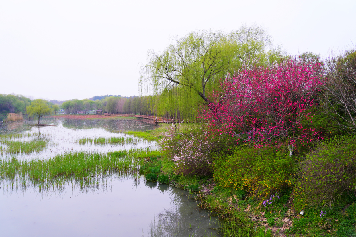 扬州值得去的森林公园,扬州十大免费公园