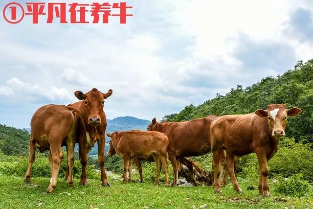 小牛能在家养吗,在家养的小牛