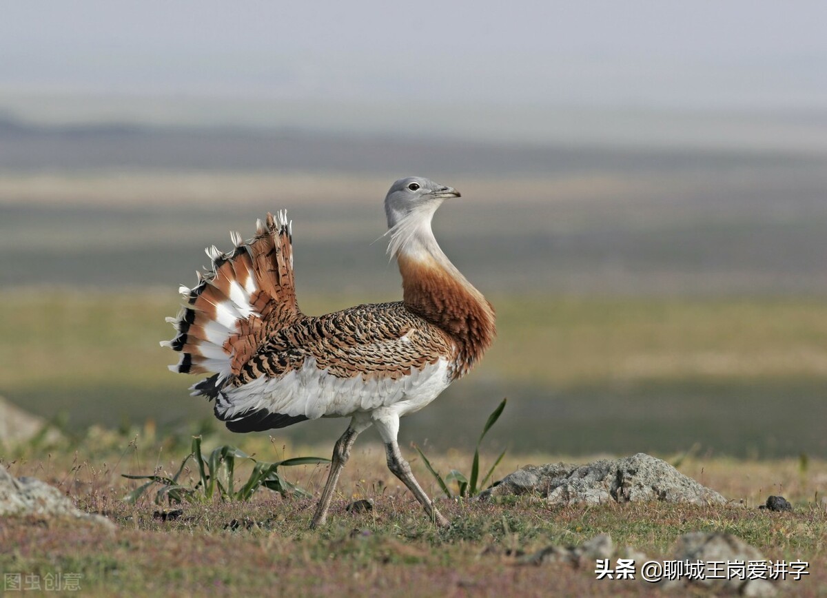 汉字“鸨”为什么与“*女妓**”扯上联系？它被黑惨了