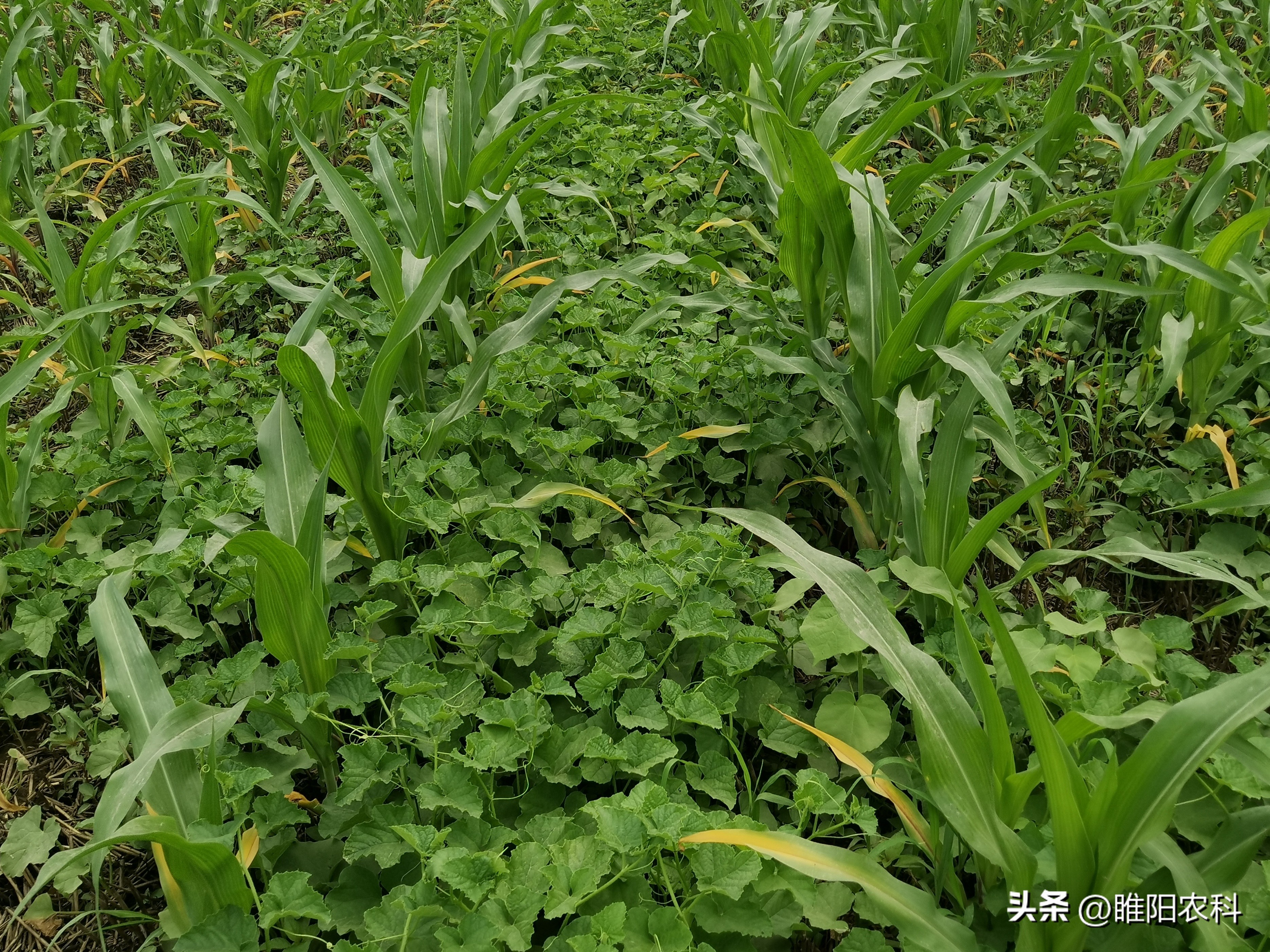 玉米田除草如何安全高效,玉米田间除草用什么药