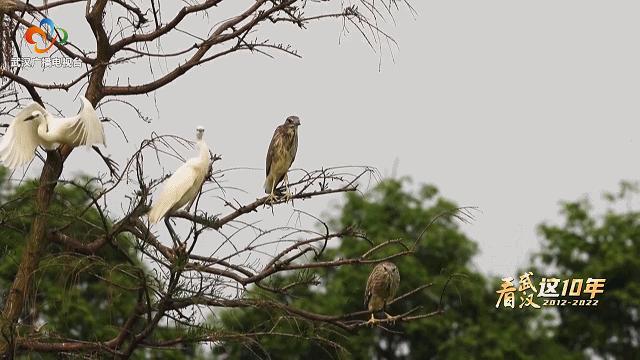 赏花观鸟赏美景,赏花观鸟