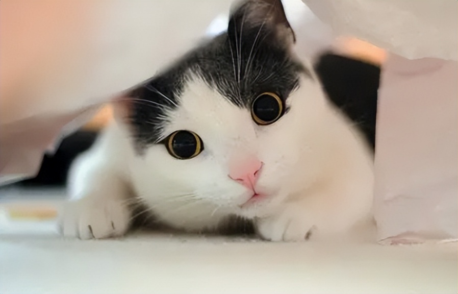 皮炎的皮肤怎么修复,皮炎的护理诊断及措施