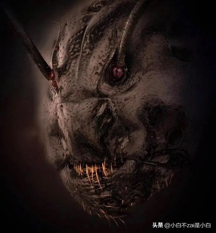 显微镜观察昆虫脸视频,昆虫在显微镜下的真正面目