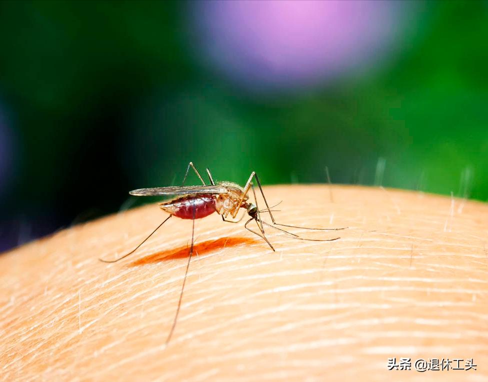 家里没有蚊香了怎么预防蚊子咬人,预防蚊子的绝招