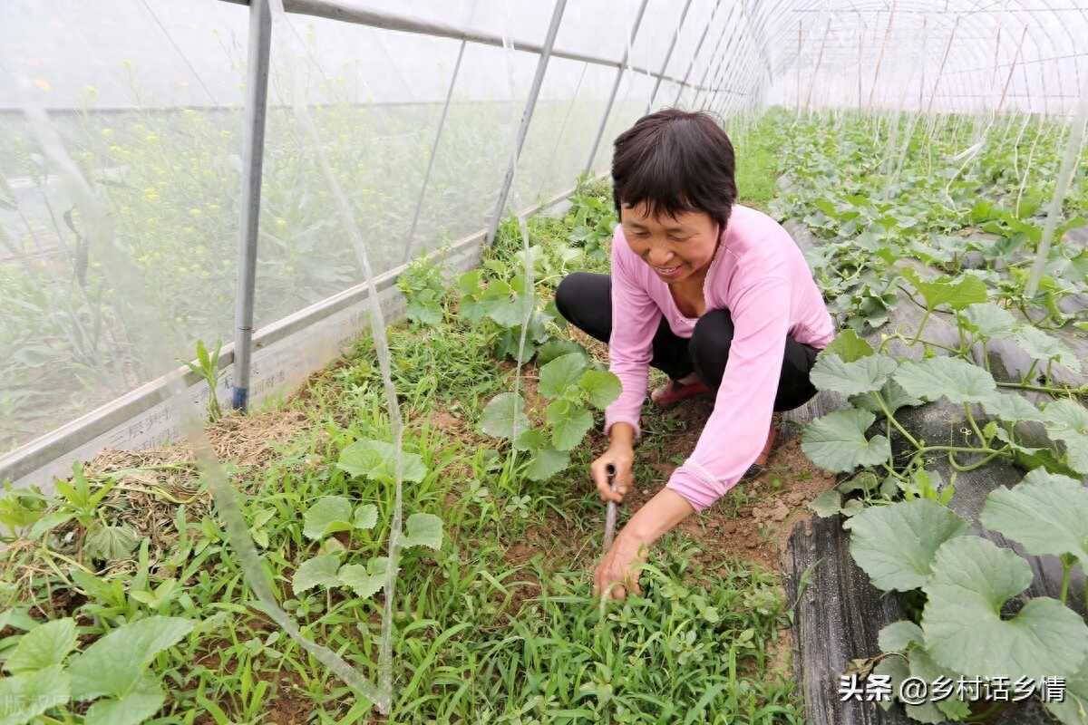 蔬菜有虫子不用打药怎么治,蔬菜生虫子怎么消灭