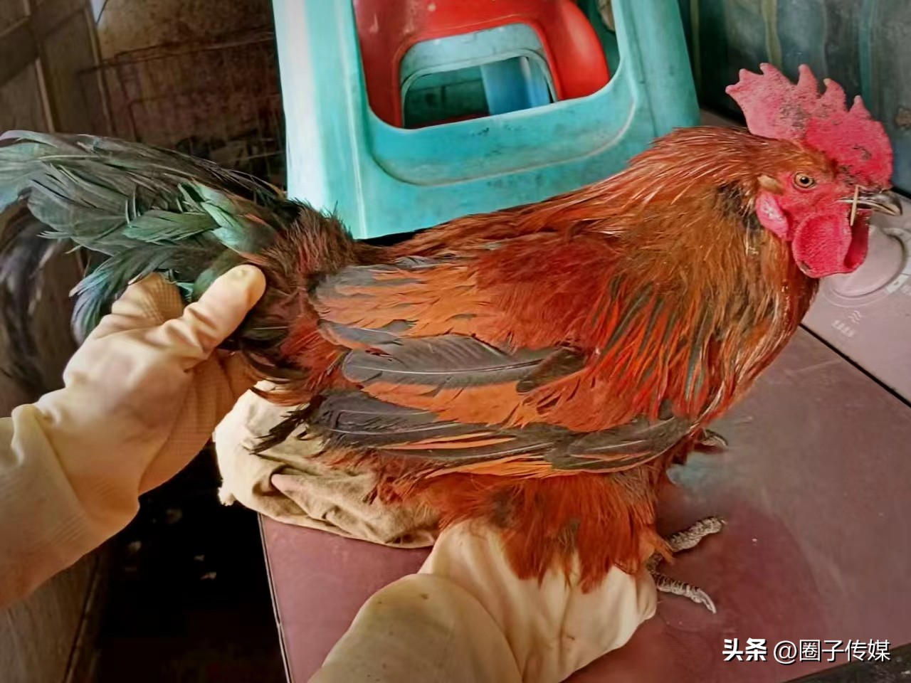 鲜香的舌尖诱惑,从经典延至创新,【震旦海鲜烧烤酒店】