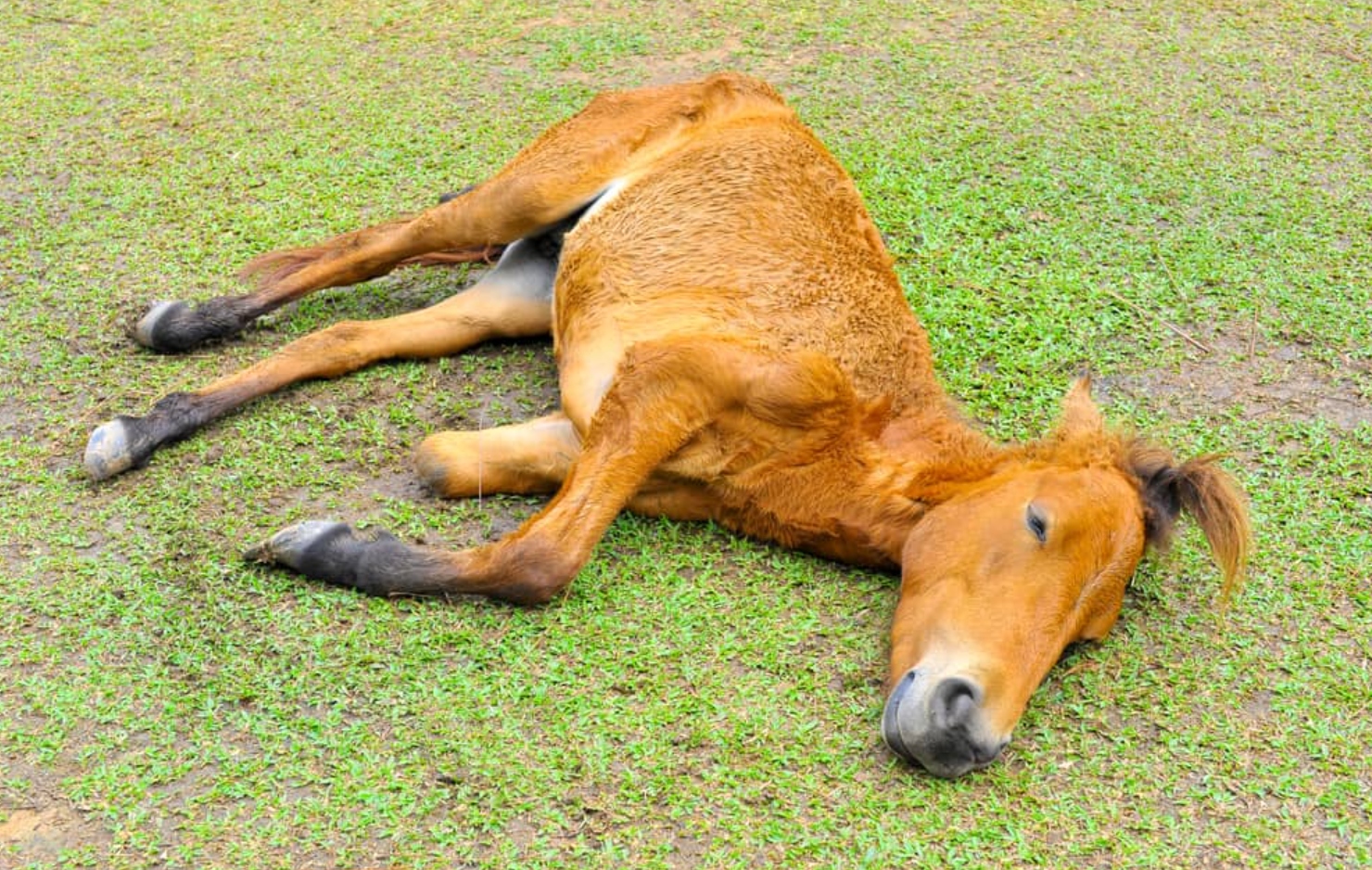 失去一条腿的大象,失去一条腿
