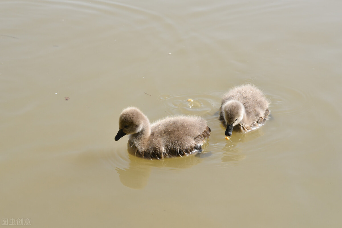 你能分清楚吗,带你认清现实丑小鸭