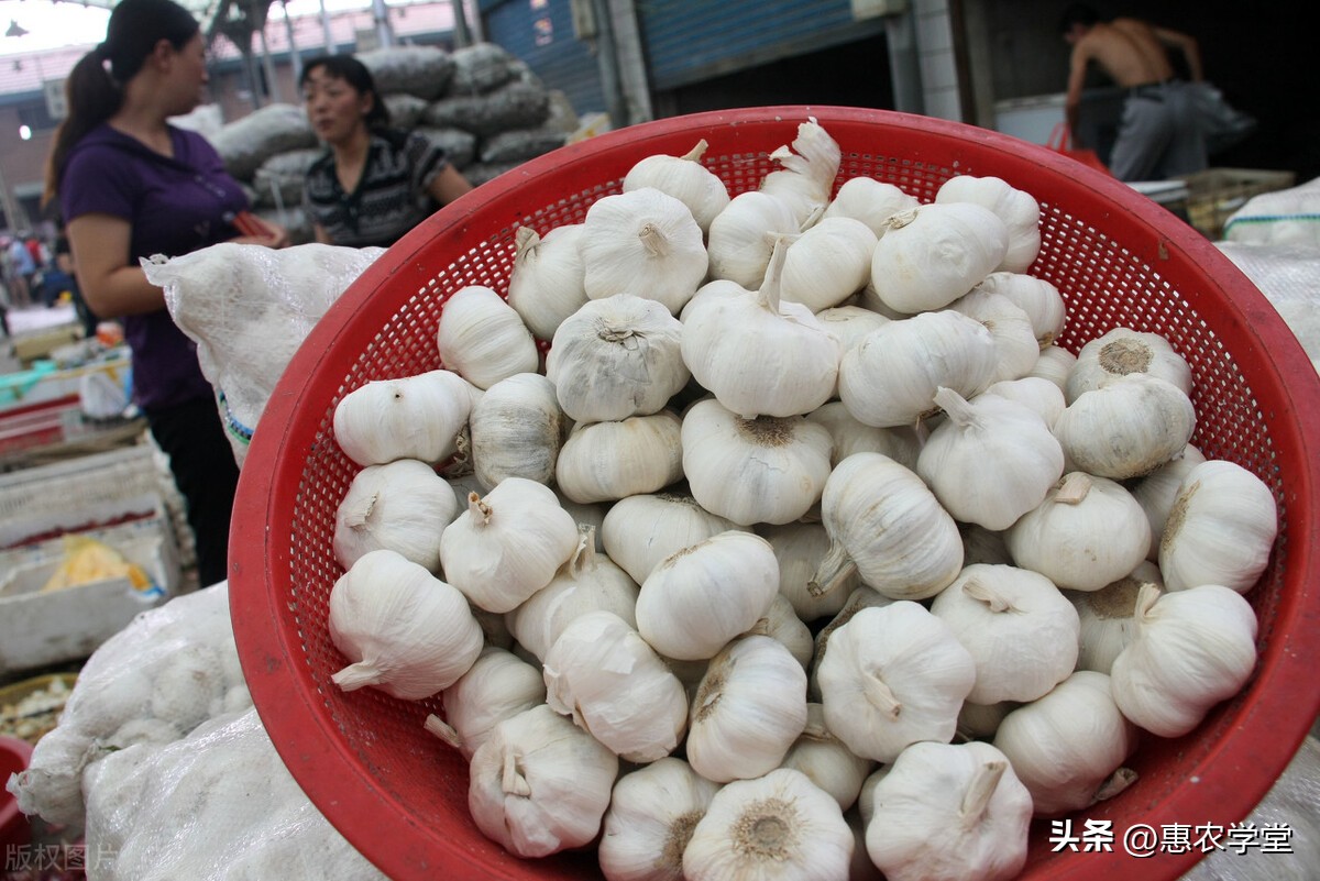 大蒜价格今年的大蒜多少钱一斤,2018年大蒜价格多少钱一斤