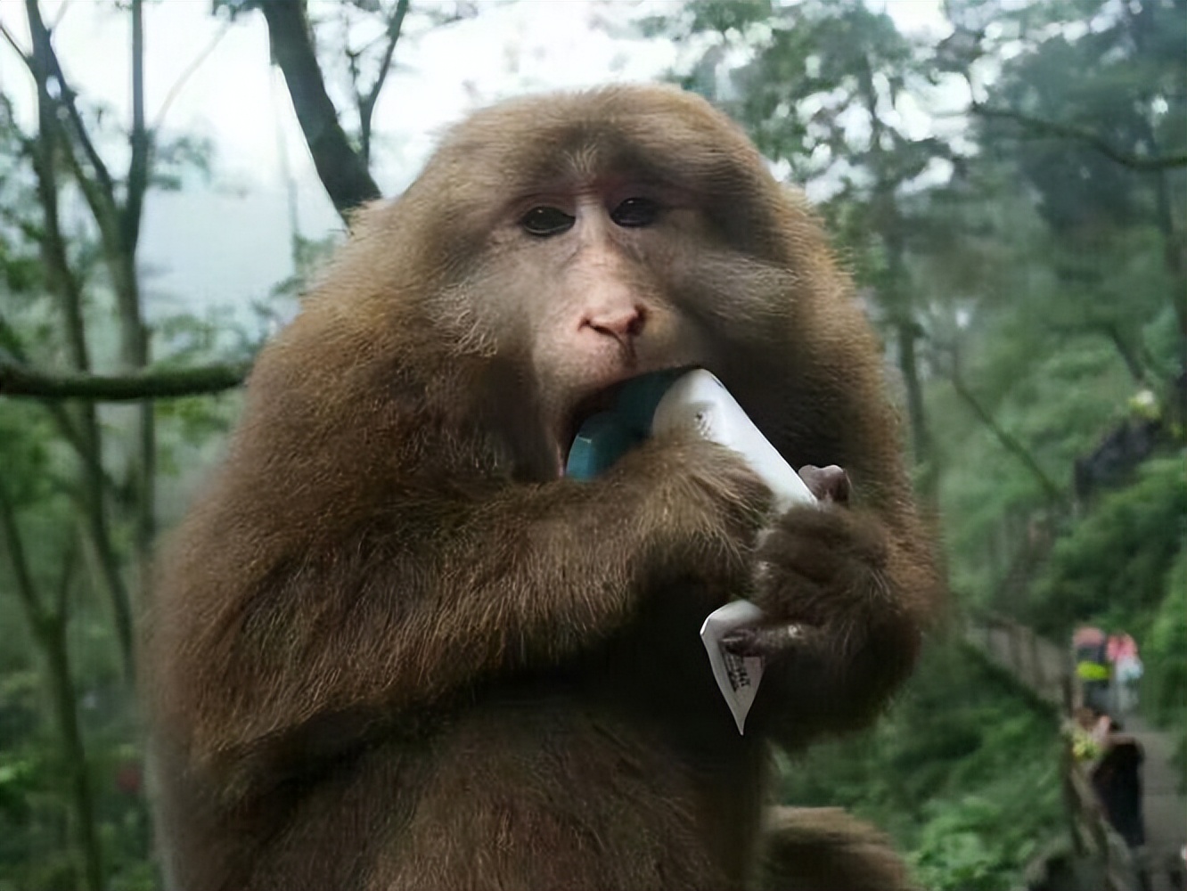 峨眉山“人猴大战”频发，路过的狗都得挨巴掌，这些猴子怎么了？