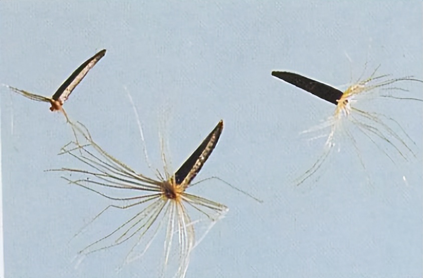 带你识别仙鹤草,带你识别茜草