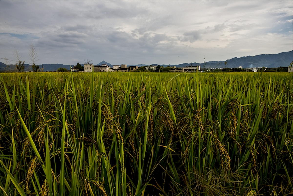 涓轰粈涔堝彨榛勫北榛戦┈,榛勫北榛戦┈涓轰粈涔堝彨榛戦┈