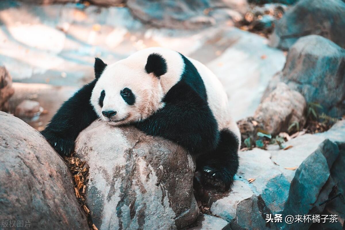 长鹿和长隆动物园哪个更适合幼儿,顺德长鹿与广州长隆动物园