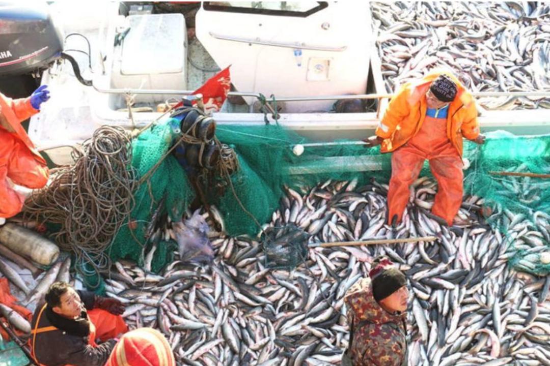 山东必吃海鲜盘点,山东十大特色海鲜