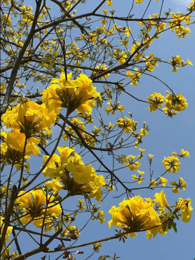 赏花黄花风铃木成都,成都绣球花打卡地
