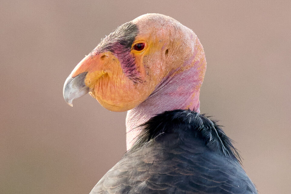 尼康Z800mmf/6.3VRS镜头深度评测