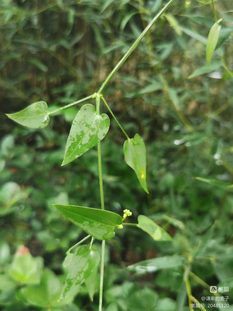 素雅芳香宜人的珍稀植物,让人念念不忘的芳香草本植物
