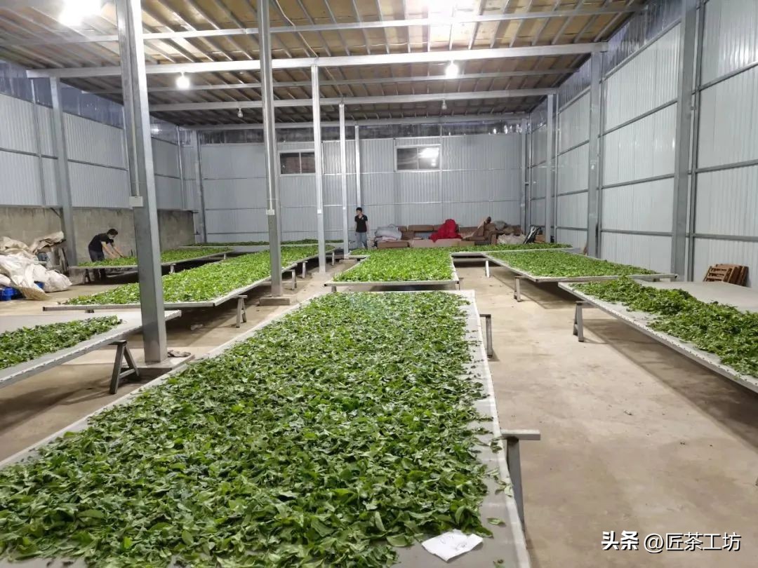 华普昌丨探索普洱茶高端品质，开启茶行业华丽篇章！