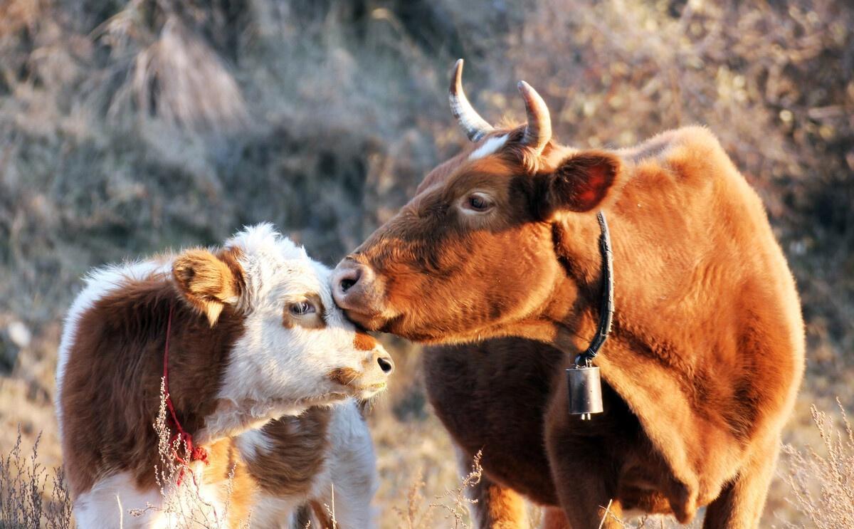 造成母牛流产的因素及防治措施,母牛流产死胎是什么原因造成的