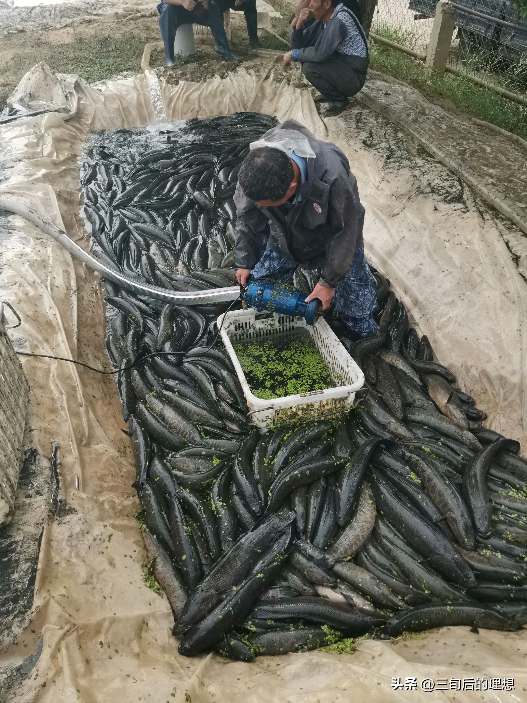 人工饲料和野生杂鱼,人工混合鱼饲料配方