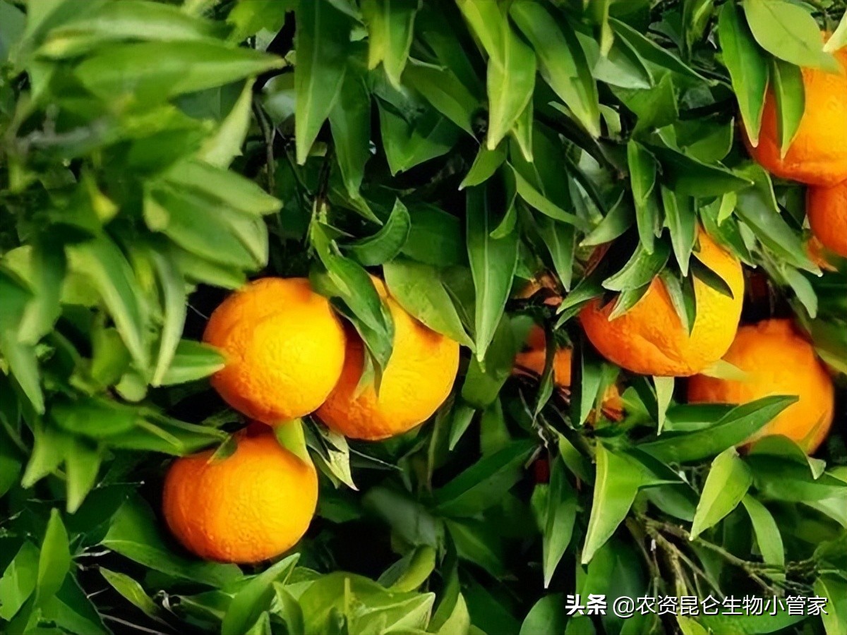 柑橘黄叶枯萎怎么办,柑橘肥害叶子发黄怎么办