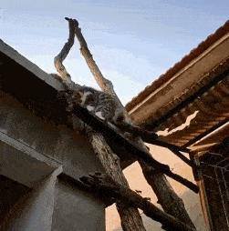 狸花猫难养被抛弃成为流浪猫,狸花猫为什么不建议养的3个理由