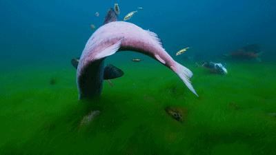 原来它们也有“性丑闻”,这片看完让我大开眼界