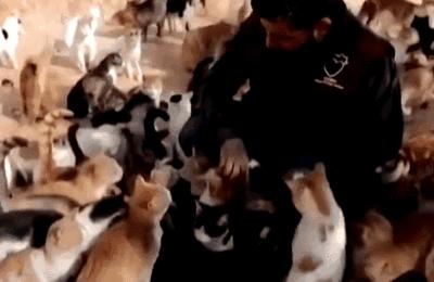 100件养猫好物,十元左右养猫好物分享