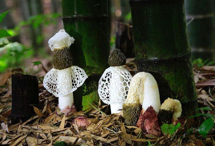 卧虎藏龙蜀南竹海取景地片段,蜀南竹海卧虎藏龙拍摄地放的音乐