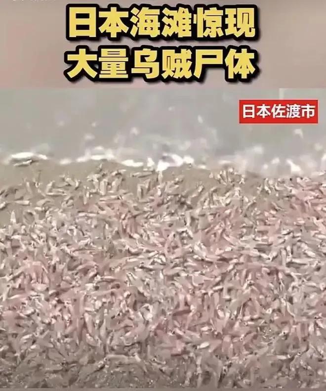 中国进口日本海鲜最新消息官方,进口日本海鲜的最新消息