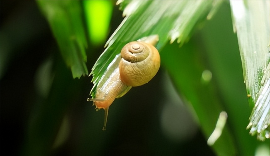 小笠原群岛旅游攻略,日本小笠原诸岛游记