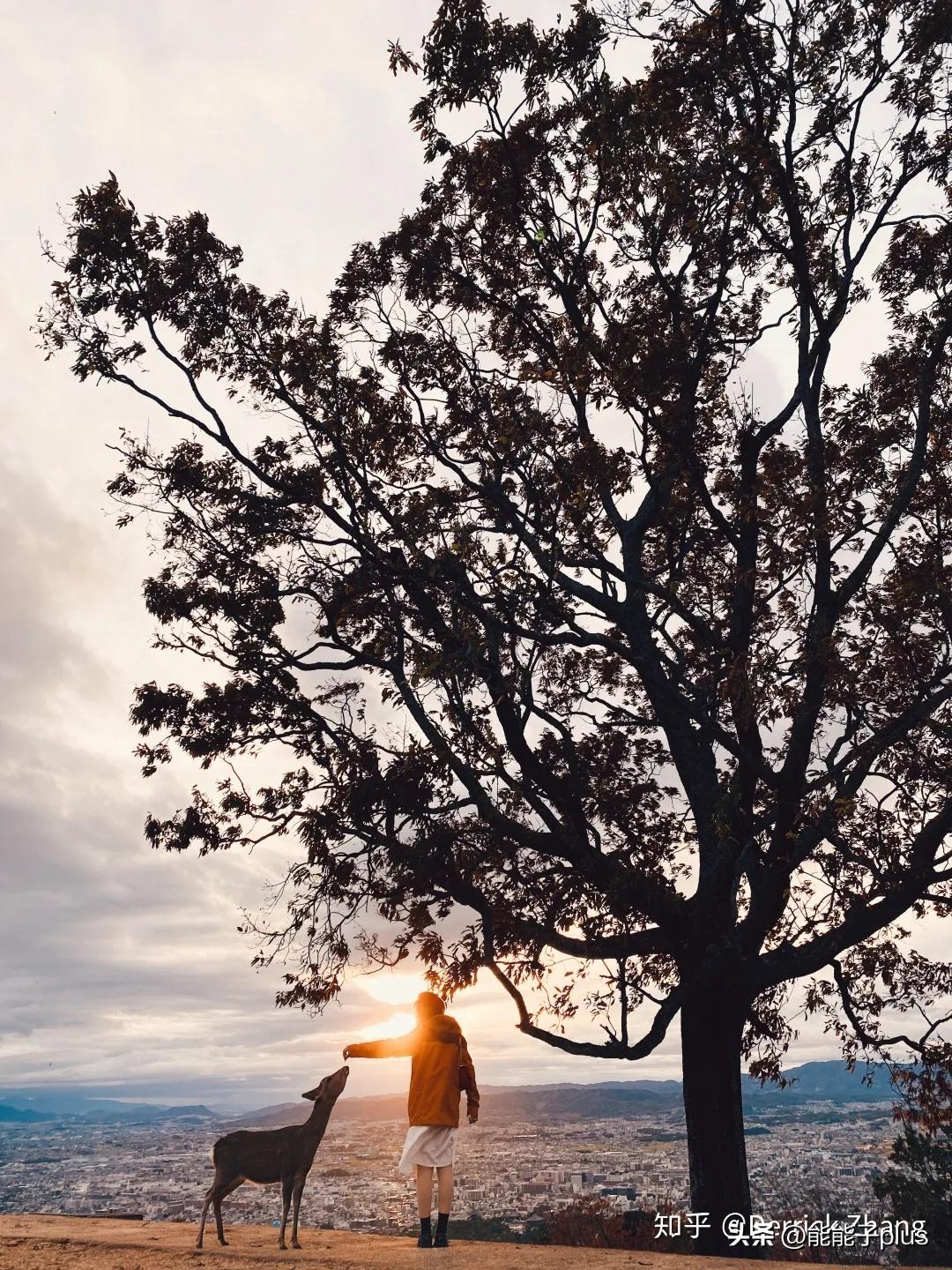 iphone12相机美颜怎么开,iphonex相机最佳设置