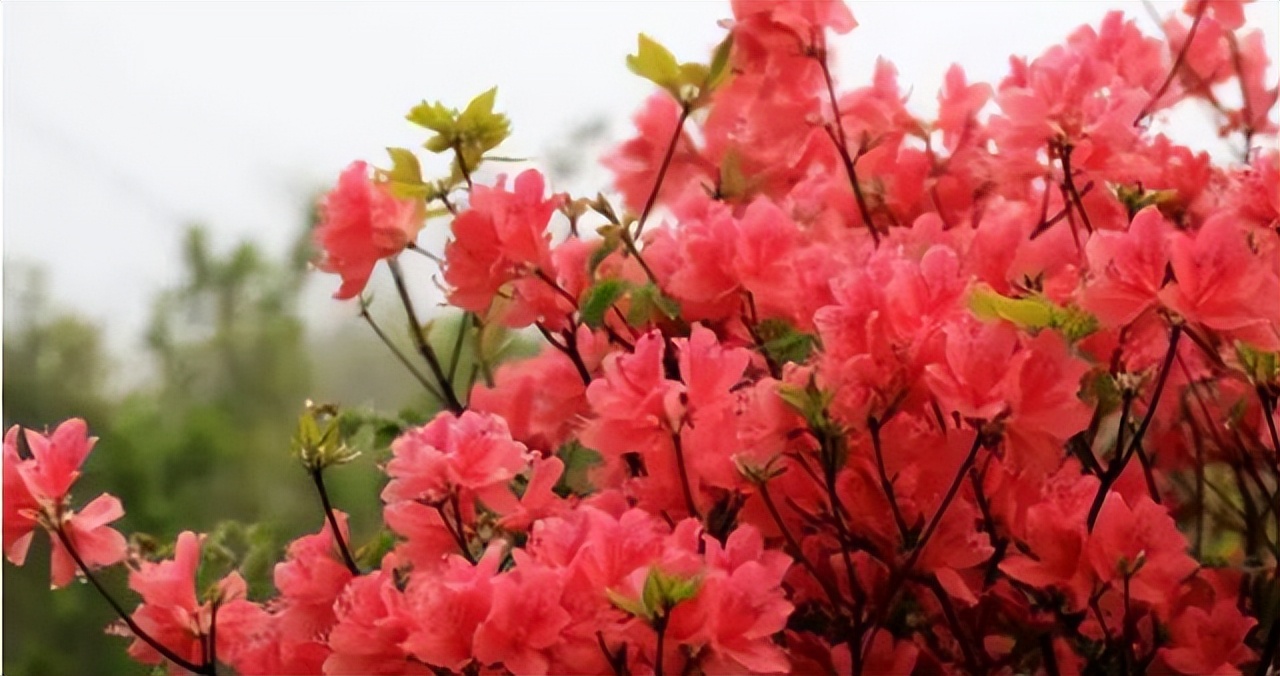 中国十大名花排行榜及图片,中国十大名花明细