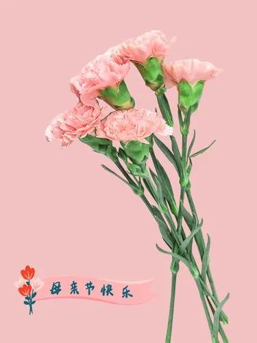 康乃馨花束壁纸,康乃馨壁纸手机超清全面屏