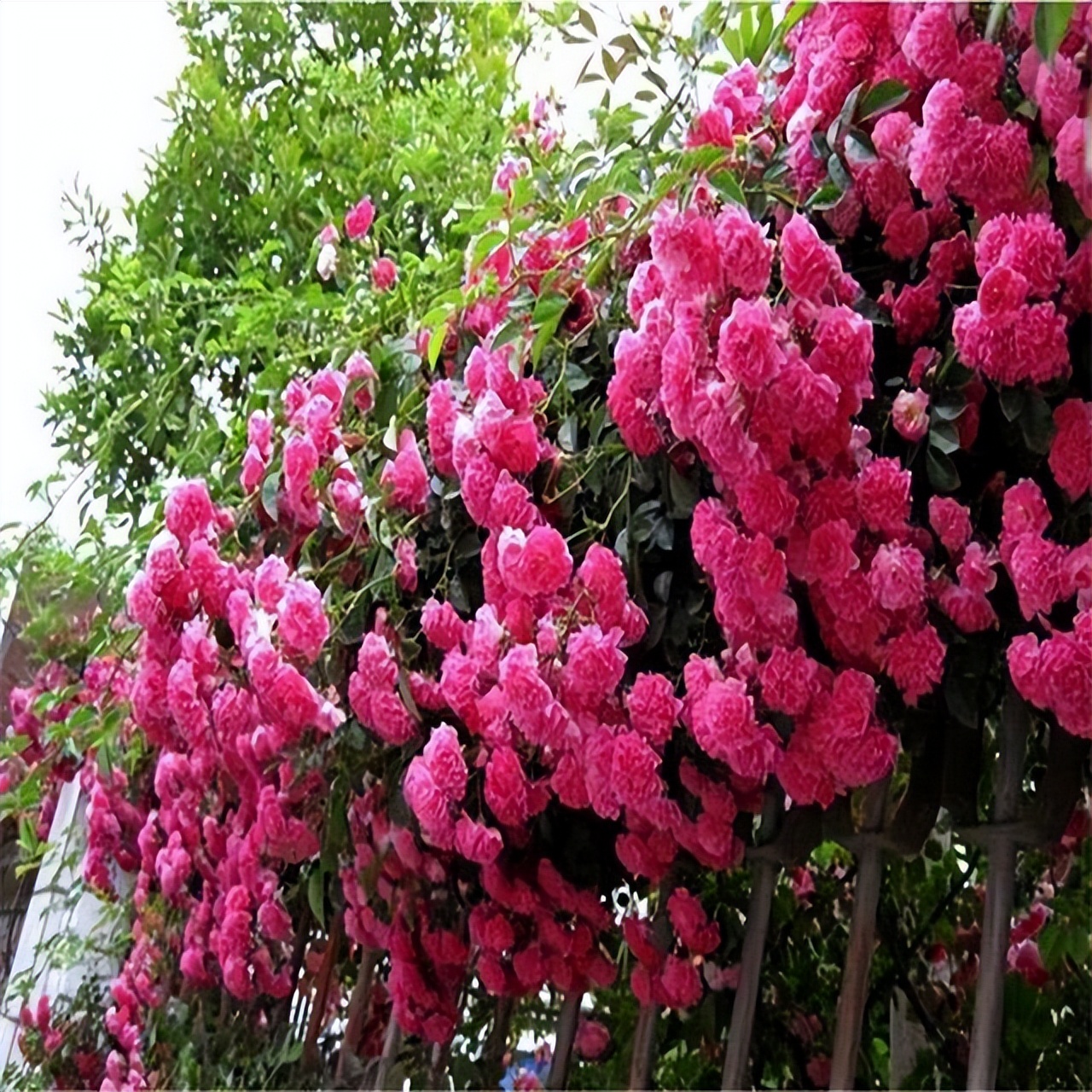 阳台虽小，但是也很漂亮！种上两棵红木香，香气浓、花开艳丽