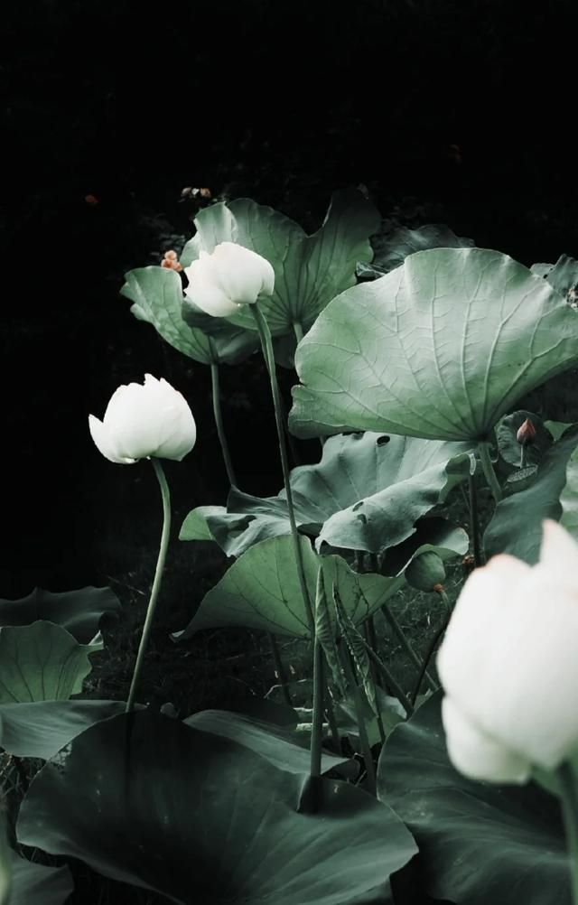 100句精辟的人生哲理的古语句子,150句经典古诗词饱含哲理意味深长